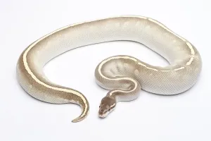 Austrian Wildlife Fauna Drucke: Royal Python (Python regius), Phantom Mojave Het Ghost