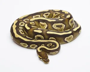Wild Animal Breeding Drucke: Royal Python (Python regius), Phantom Yellow Belly