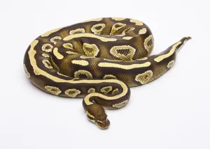 Scaled Reptile Wildlife Drucke: Royal python (Python regius), Phantom Yellow Belly