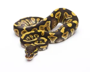 Royal python (Python regius), Phantom Yellow Belly