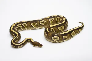 Serpentes Images Drucke: Royal python (Python regius), Phantom Yellow Belly