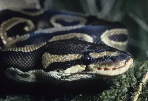Royal Python (Python regius), portrait