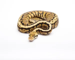 Male Animal Images Drucke: Royal python (Python regius), Powerball