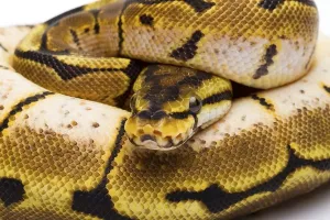 Austrian Wildlife Fauna Drucke: Royal Python (Python regius), Spider