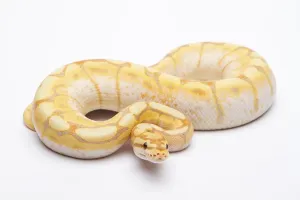 Scaled Reptiles Europe Drucke: Royal python (Python regius), Spider CG