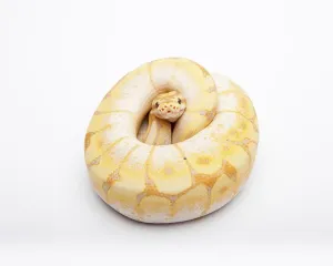 Royal Python Drucke: Royal python (Python regius), Spider CG