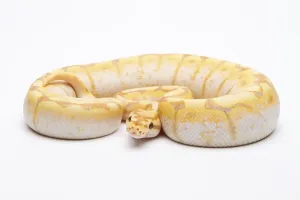 Open Air Nature Photography Austria Drucke: Royal Python (Python regius), Spider CG