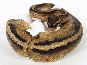 Royal Python Drucke: Royal python (Python regius), spotted