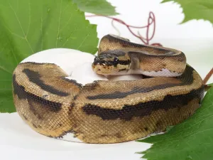 Royal Python Drucke: Royal python (Python regius), spotted