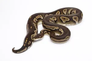 Wild Animal Breeding Drucke: Royal Python (Python regius), Super Black Head