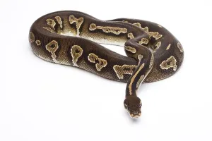 Royal python (Python regius), Super Black Head