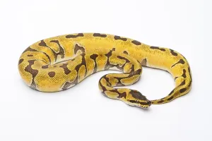 Austria Livestock Farming Drucke: Royal Python (Python regius), Super Enchi
