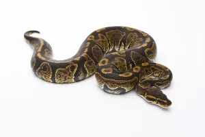 Royal Python (Python regius), Super Granite