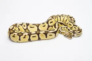 Gerahmter Druck : Königspyton (Python regius), Super Pastell Vanilla. Gerahmter Druck : Königspyton (Python regius), Super Pastell Vanilla.