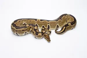 Reptilia Species Drucke: Royal Python (Python regius), Super Razor