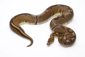 Gerahmter Druck : Königspyton (Python regius), Super Gift Gerahmter Druck : Königspyton (Python regius), Super Gift
