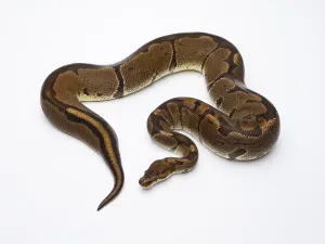Snake Species Drucke: Royal Python (Python regius), Super Venom