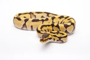 Panthera Tigris Images Drucke: Royal Python (Python regius), Tiger
