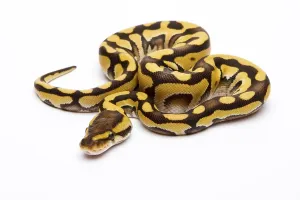 Royal python (Python regius), Tiger Phantom