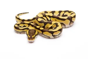 Royal Python Drucke: Royal Python (Python regius), Tiger Phantom