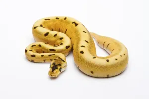 Königspyton (Python regius), Tiger-Spinnentier.