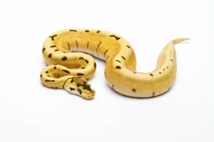 Panthera Tigris Images Drucke: Royal Python (Python regius), Tiger Spider