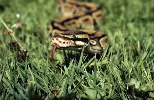 Royal Python Drucke: Royal Python (python regius) with Tongue out