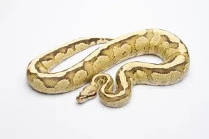 Reptile Fauna Europe Drucke: Royal Python (Python regius), Vanilla Cream