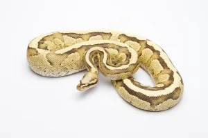 Python Regius Images Drucke: Royal python (Python regius), Vanilla Cream