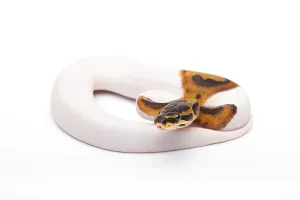 Wild Animal Breeding Drucke: Royal Python (Python regius), Willi Obermayer reptile breeding