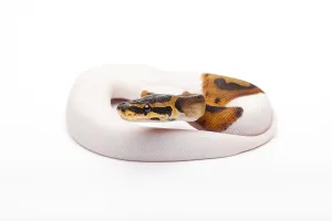 Royal Python Drucke: Royal Python (Python regius), Willi Obermayer reptile breeding