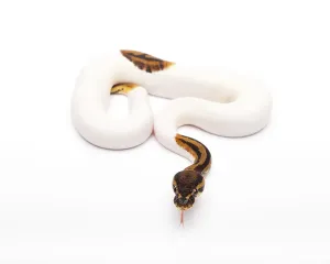 Wild Animal Breeding Drucke: Royal Python (Python regius), Willi Obermayer reptile breeding