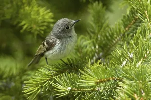 Passerine Species Photos Drucke: Ruby-crowned Kinglet (Regulus calendula)