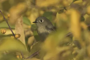 Canadian Wildlife Fauna Drucke: Ruby-crowned Kinglet (Regulus calendula)