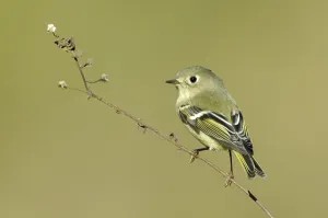 Songbird Photography USA Drucke: Ruby-crowned Kinglet (Regulus calendula)