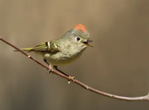 Canada Bird Species Drucke: A Ruby-crowned Kinglet, Regulus calendula