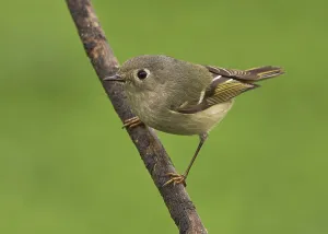 Deserted Habitat Photography Drucke: Ruby-crowned Kinglet (Regulus calendula)