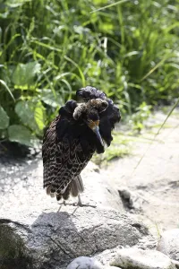 Charadriiformes Plumage Drucke: Ruff