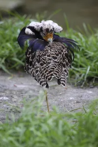 Wading Bird Natural Habitat Drucke: Ruff