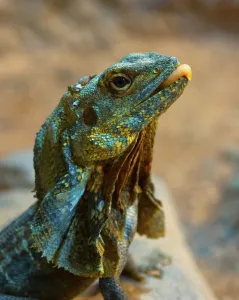 Chlamydosaurus Kingii Images Drucke: Ruffed lizard