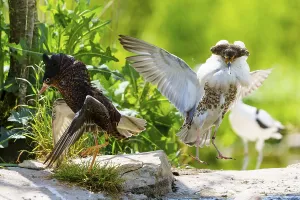 Ruff Courtship Display Drucke: Two ruffs in active interaction