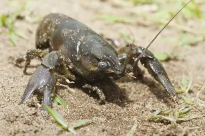 Deserted Waterway Scene Drucke: Rusty crayfish, Orconectes rusticus