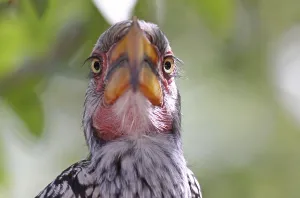 Bird In Nature Drucke: S