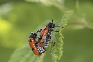 Animal Couple In Nature Drucke: Sack beetle copulation