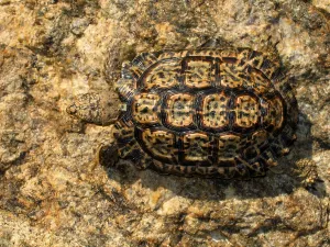 Reptile Wildlife Drucke: Sawed flat turtle