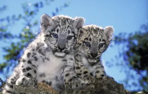 Snow Leopard Cub Drucke: SCHNEELEOPARD ODER OUNCE uncia uncia, CUB