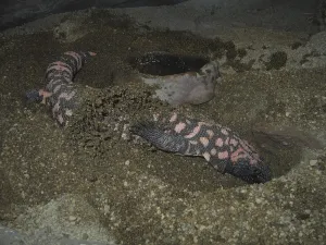 Lepidosauria Reptiles Drucke: Scorpion crust lizard (Heloderma)