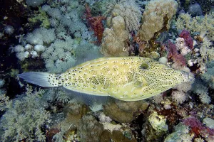 US American Marine Life Drucke: Script filefish (Aluterus scriptus)