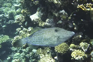 Red Coloured Sea Creature Drucke: Script filefish (Aluterus scriptus)