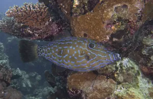 Indo Pacific Ocean Creatures Drucke: Script filefish (Aluterus scriptus)